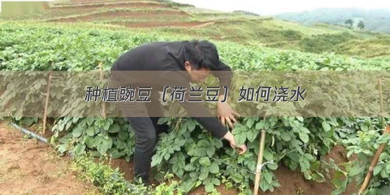 种植豌豆（荷兰豆）如何浇水