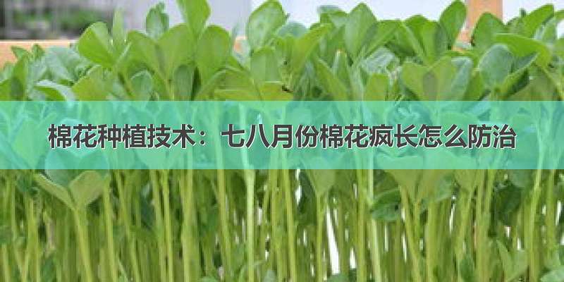 棉花种植技术：七八月份棉花疯长怎么防治