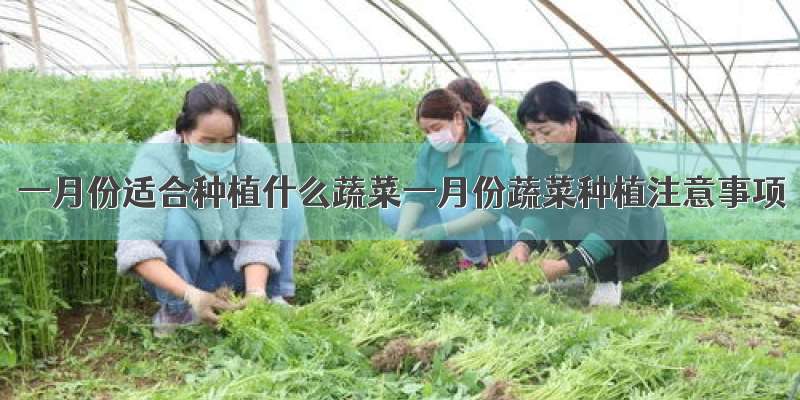 一月份适合种植什么蔬菜一月份蔬菜种植注意事项