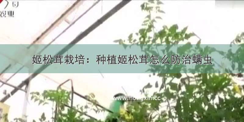 姬松茸栽培：种植姬松茸怎么防治螨虫