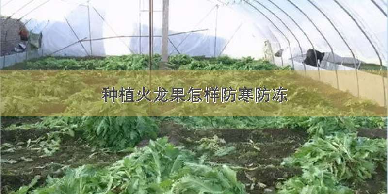 种植火龙果怎样防寒防冻