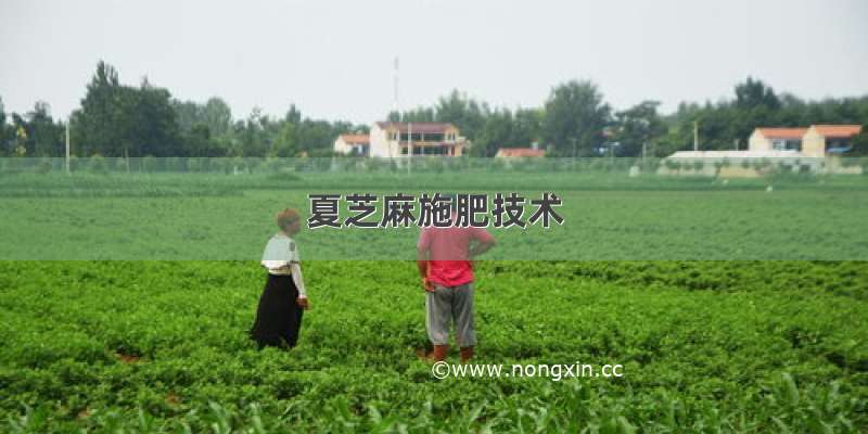 夏芝麻施肥技术