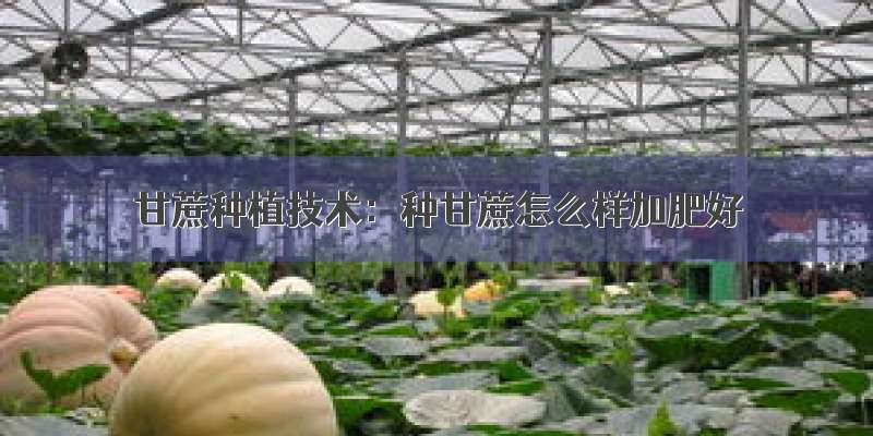 甘蔗种植技术：种甘蔗怎么样加肥好