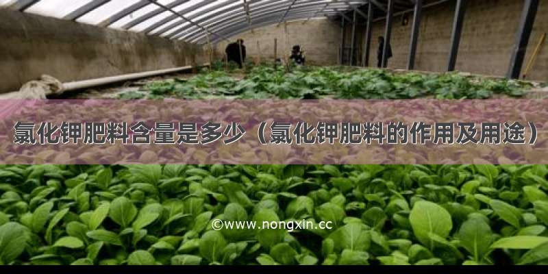 氯化钾肥料含量是多少（氯化钾肥料的作用及用途）