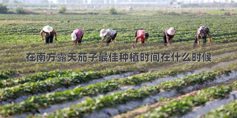 在南方露天茄子最佳种植时间在什么时候