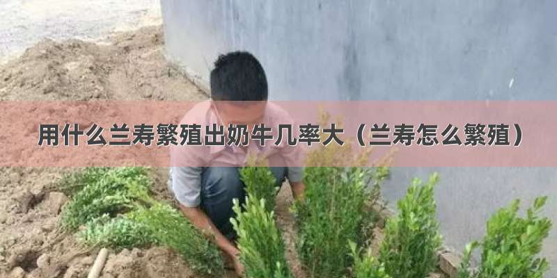 用什么兰寿繁殖出奶牛几率大（兰寿怎么繁殖）