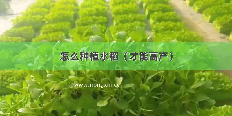 怎么种植水稻（才能高产）