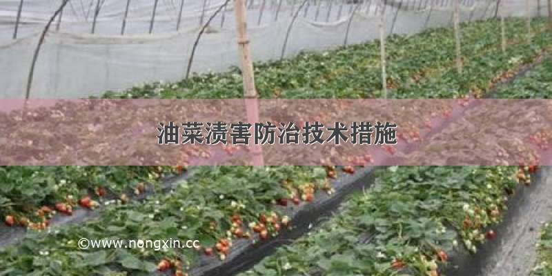 油菜渍害防治技术措施