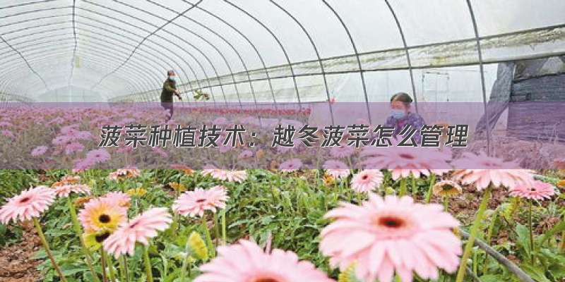 菠菜种植技术：越冬菠菜怎么管理