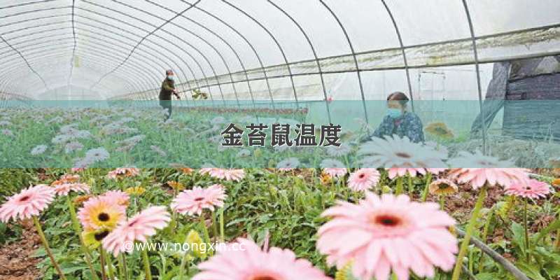 金苔鼠温度