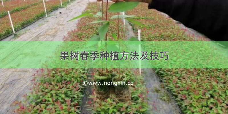 果树春季种植方法及技巧