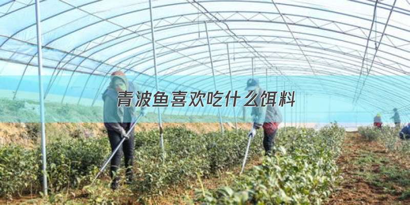 青波鱼喜欢吃什么饵料