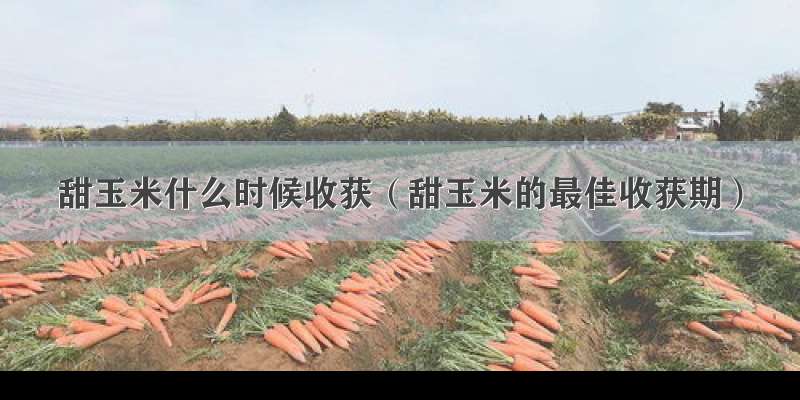 甜玉米什么时候收获（甜玉米的最佳收获期）