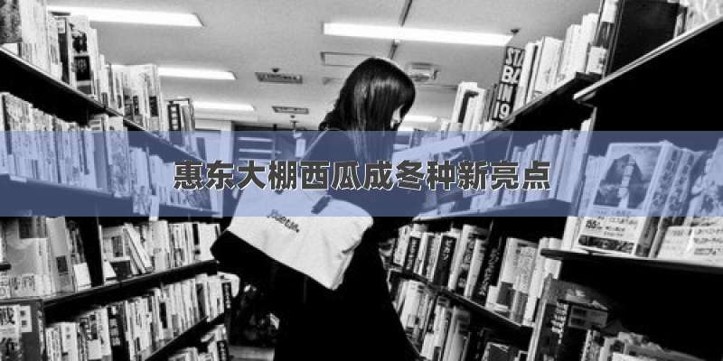 惠东大棚西瓜成冬种新亮点