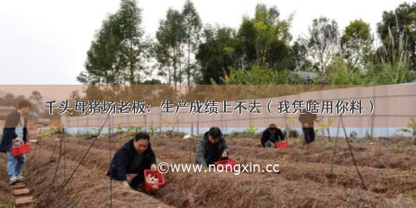 千头母猪场老板：生产成绩上不去（我凭啥用你料）