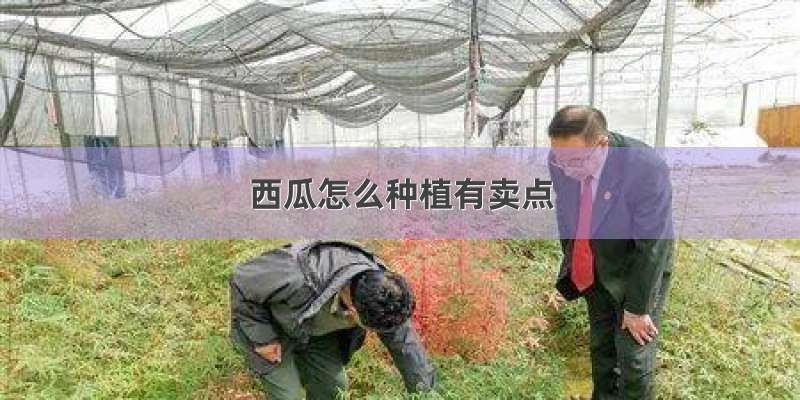 西瓜怎么种植有卖点