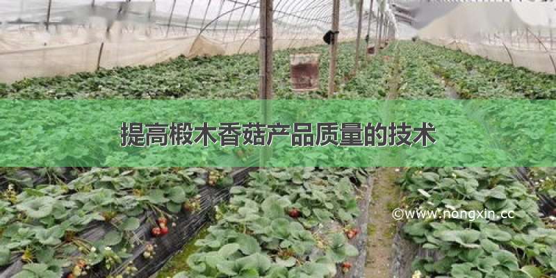 提高椴木香菇产品质量的技术