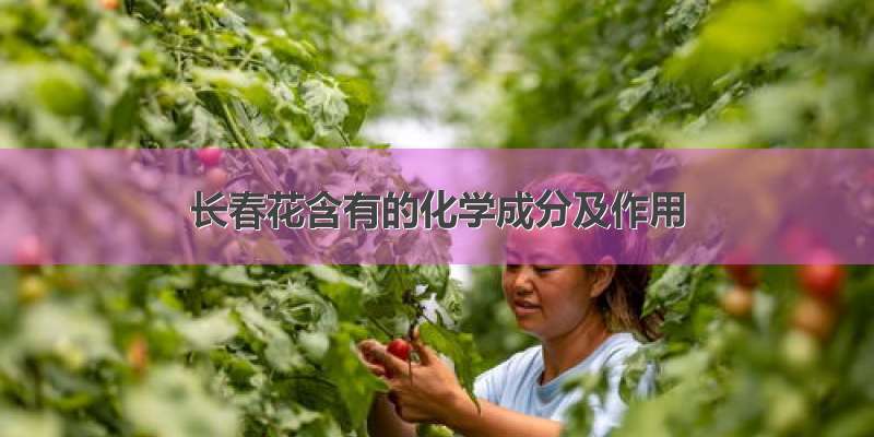 长春花含有的化学成分及作用