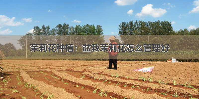 茉莉花种植：盆栽茉莉花怎么管理好