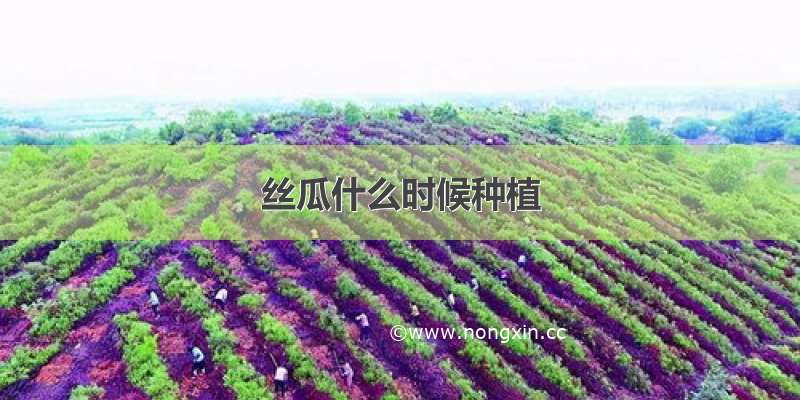 丝瓜什么时候种植