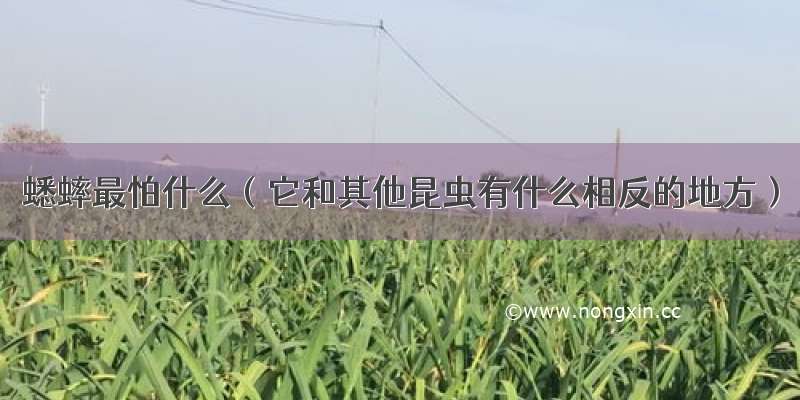 蟋蟀最怕什么（它和其他昆虫有什么相反的地方）