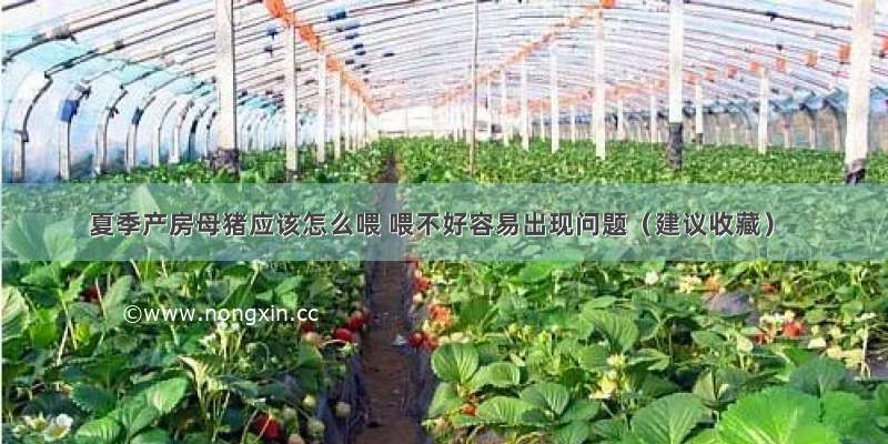 夏季产房母猪应该怎么喂 喂不好容易出现问题（建议收藏）