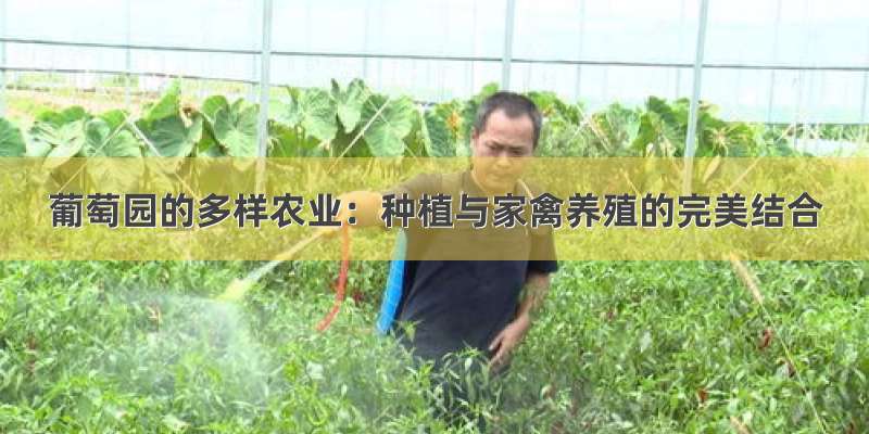 葡萄园的多样农业：种植与家禽养殖的完美结合