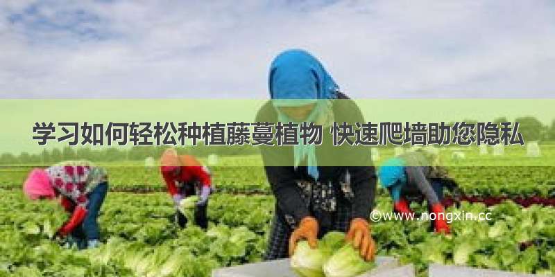 学习如何轻松种植藤蔓植物 快速爬墙助您隐私