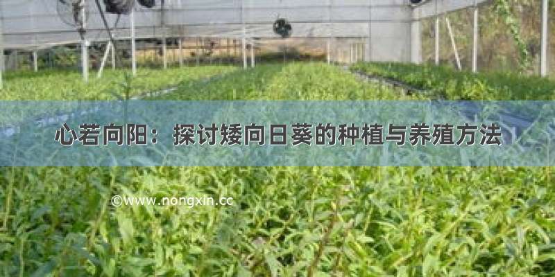 心若向阳：探讨矮向日葵的种植与养殖方法