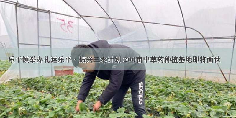 乐平镇举办礼运乐平·振兴三水计划 200亩中草药种植基地即将面世