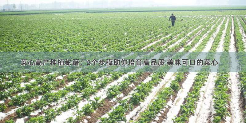 菜心高产种植秘籍：5个步骤助你培育高品质 美味可口的菜心