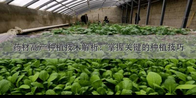 药材高产种植技术解析：掌握关键的种植技巧