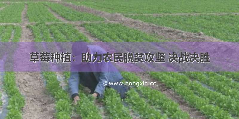 草莓种植：助力农民脱贫攻坚 决战决胜