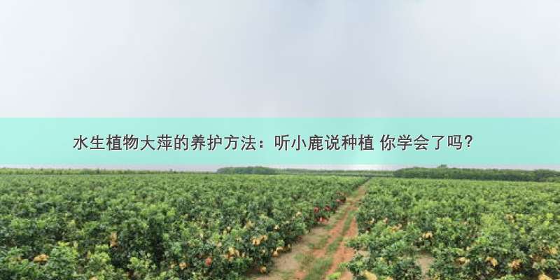 水生植物大萍的养护方法：听小鹿说种植 你学会了吗？