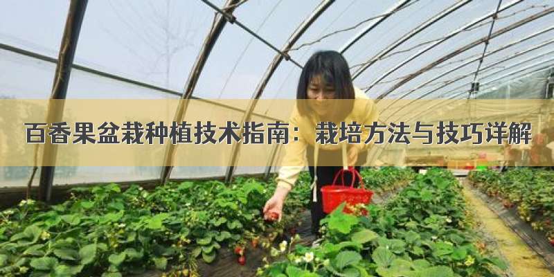 百香果盆栽种植技术指南：栽培方法与技巧详解