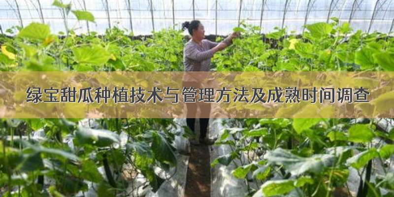 绿宝甜瓜种植技术与管理方法及成熟时间调查