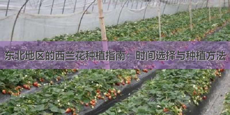 东北地区的西兰花种植指南：时间选择与种植方法