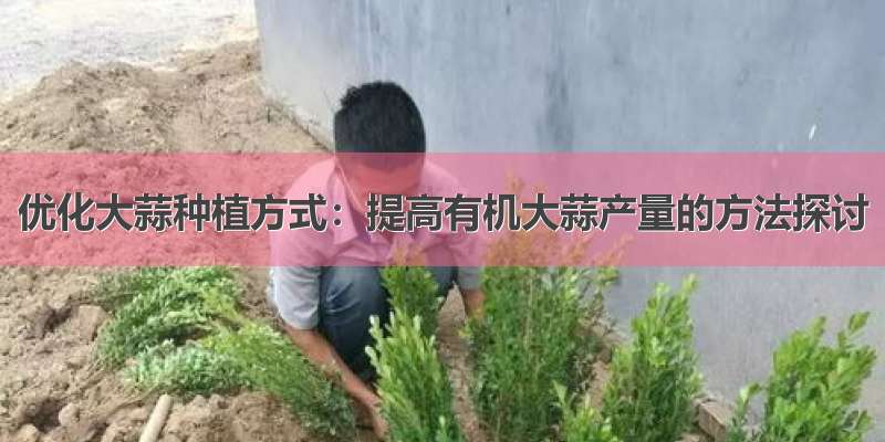 优化大蒜种植方式：提高有机大蒜产量的方法探讨