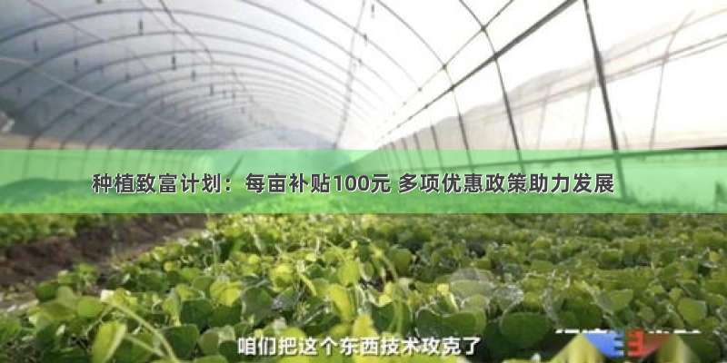 种植致富计划：每亩补贴100元 多项优惠政策助力发展