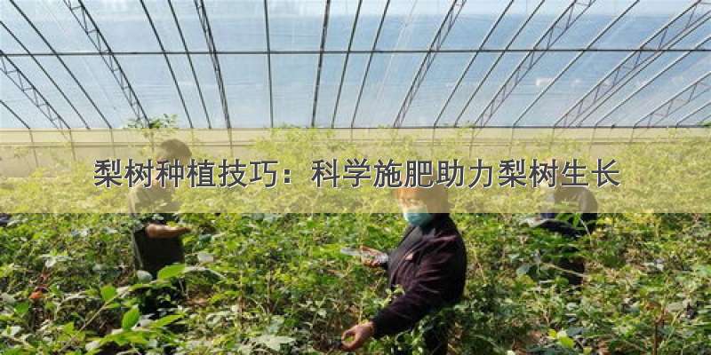 梨树种植技巧：科学施肥助力梨树生长