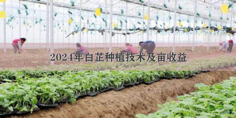 2024年白芷种植技术及亩收益