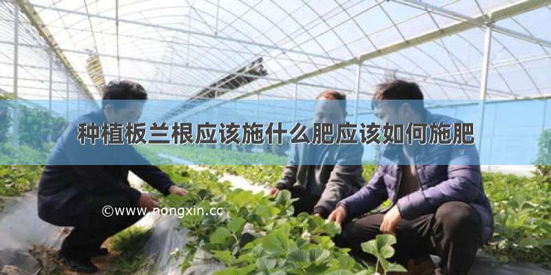 种植板兰根应该施什么肥应该如何施肥