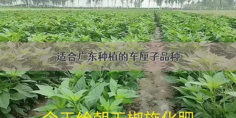 适合广东种植的车厘子品种