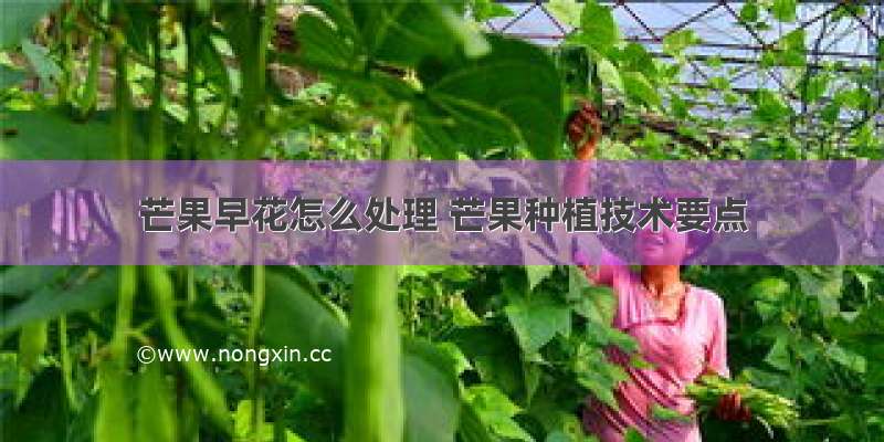 芒果早花怎么处理 芒果种植技术要点