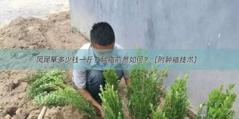 凤尾草多少钱一斤？种植前景如何？（附种植技术）