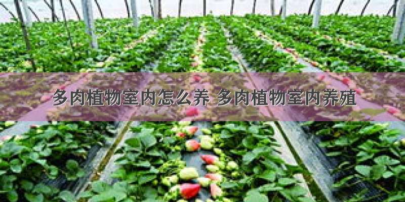 多肉植物室内怎么养 多肉植物室内养殖