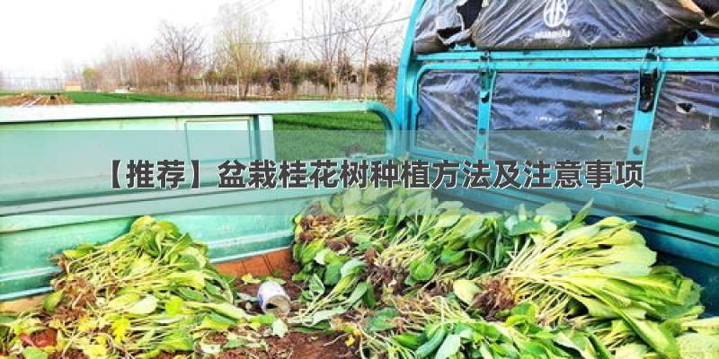 【推荐】盆栽桂花树种植方法及注意事项