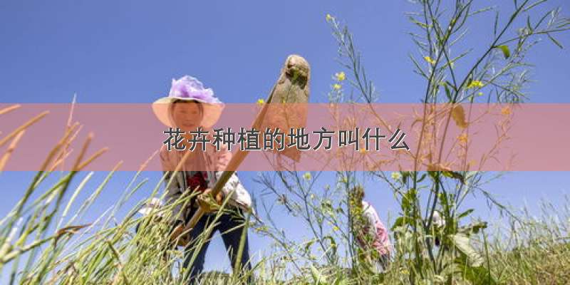 花卉种植的地方叫什么