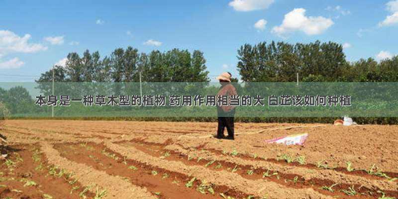 本身是一种草木型的植物 药用作用相当的大 白芷该如何种植