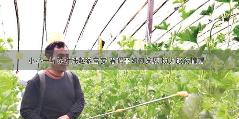 小小一片茶叶托起致富梦 看昭平如何发展 助力脱贫摘帽